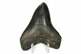 Fossil Megalodon Tooth - South Carolina #160412-1